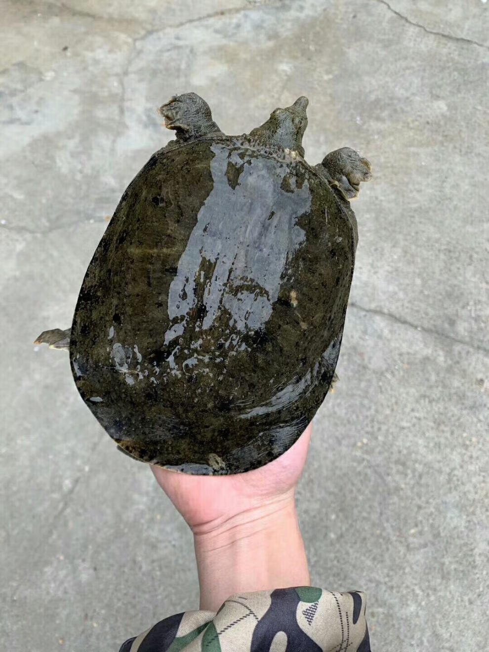 【顺丰】甲鱼活体2斤5斤 甲鱼苗 王八 活甲鱼活体苗 鳖活体鳖苗 团