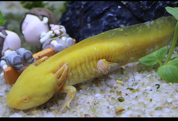 六角恐龙鱼活体东方霸王水族淡水小火龙娃娃鱼锦鲤冷水观赏鱼顺丰黑色