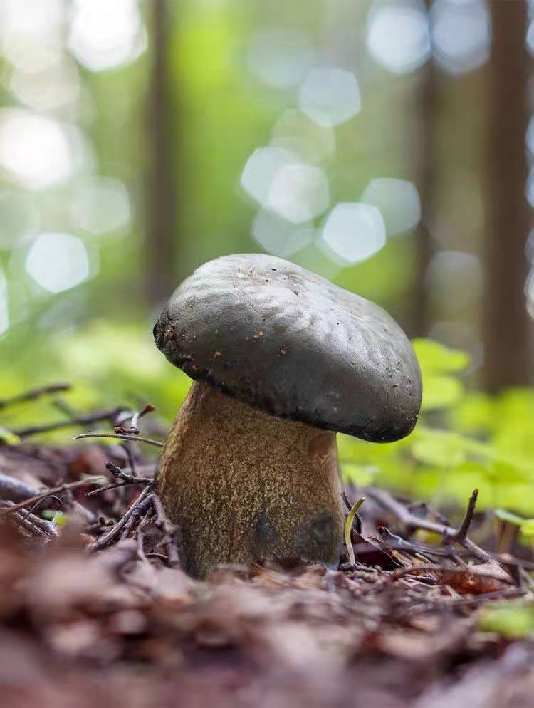 顺丰速发黑牛肝菌云南特产新鲜菌子类鲜货新鲜蔬菜食用鲜菌菇500g新鲜