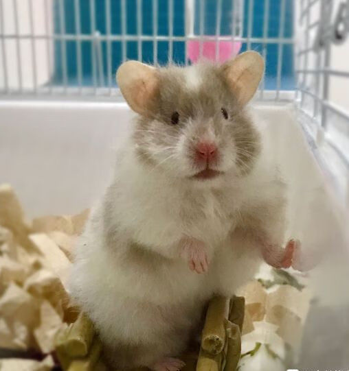 kjhgf纯银杂银长毛金丝熊宝宝金丝熊活物宠物 长毛肉桂假面