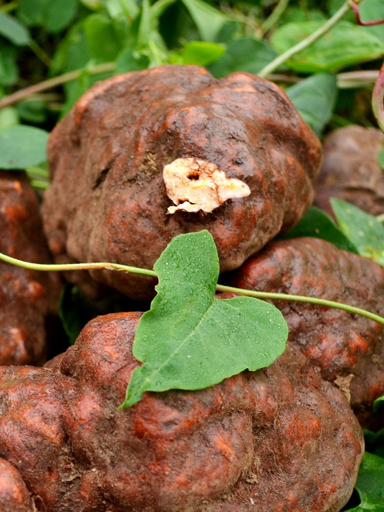 【亏本卖3天】何首乌伏牛山野生何首乌新鲜中药材新鲜何首乌纯野生可