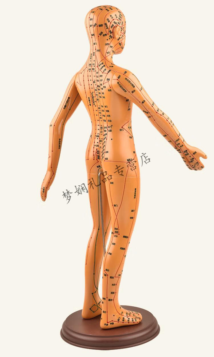 穴位模型针灸穴位人体模型经络穴位模特全身中医十二铜人扎针小皮人