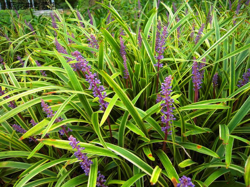 园艺花叶冬青苗金边黄杨苗金边冬青庭院绿植篱笆墙绿植植物长叶麦冬草