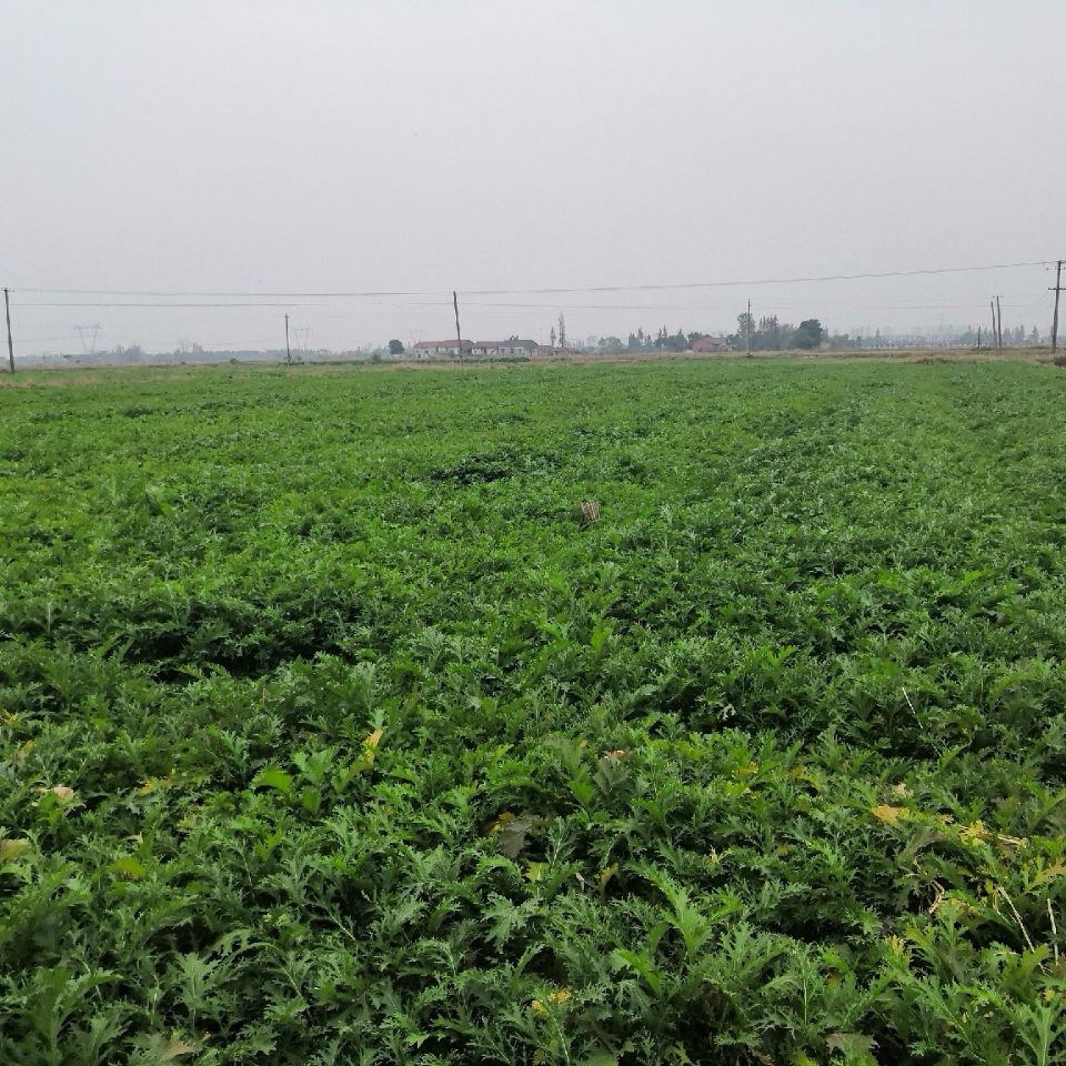 雪菜下饭菜农家特产雪里蕻自制咸菜酱腌菜爽口酸菜雪里红5斤 三斤装