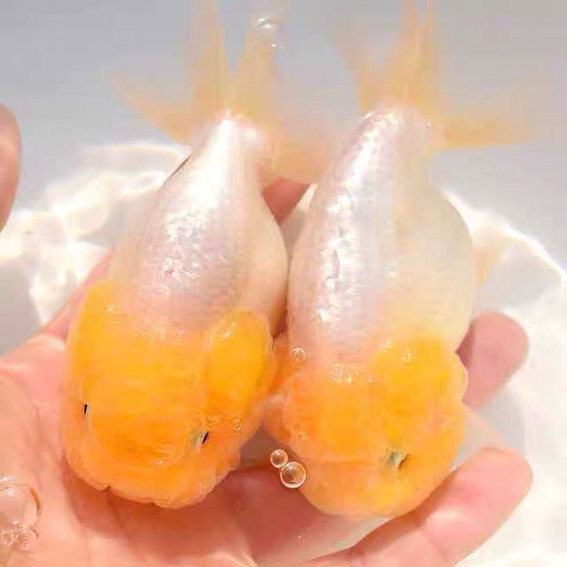 族萃新手养鱼淡水富贵鱼观赏鱼蓝瘦金鱼兰寿金鱼精品赛级蓝兽金鱼好养