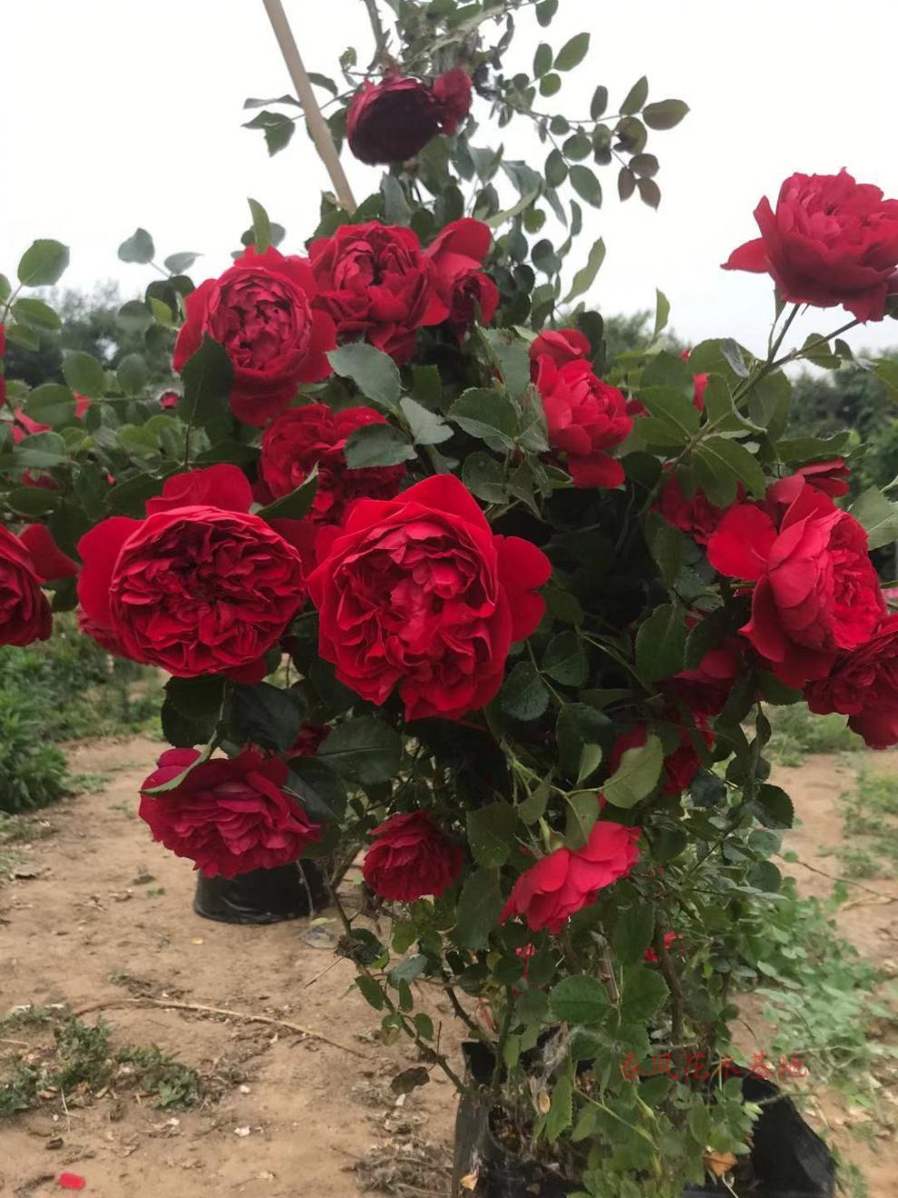 畷园佛罗伦萨弗洛伦蒂娜月季成品美植袋苗多季可藤可灌花卉粗壮大苗18