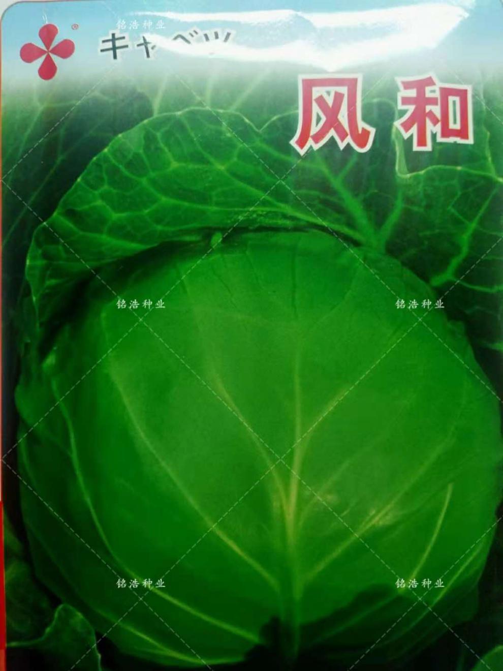 甘蓝种子卷心菜种子包心菜包菜种子包菜种子大头菜种子农家基地用绿霸