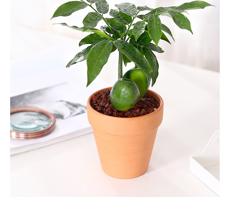 绿元宝树室内花卉盆栽植物发财树办公室桌面新奇绿植好养四季元宝树