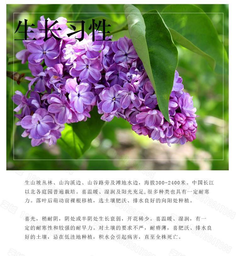 丁香花多季开花浓香南北方室内盆栽大型户外庭院绿化园林地栽浓香型