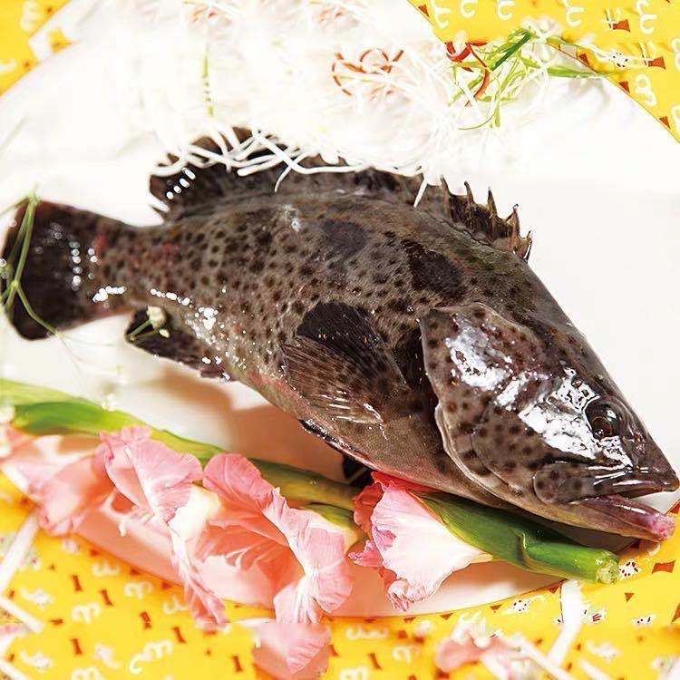 顺丰速运海石斑鱼鲜活石斑鱼石斑鱼冷冻珍珠斑鱼龙胆老虎斑12斤锦蜜姬