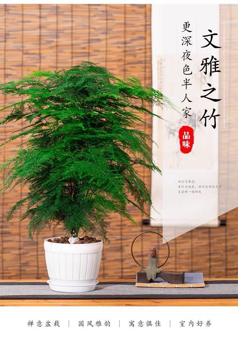 大文竹盆室内客厅吸甲醛四季常青办公室桌面好养活小文竹盆景家船盆