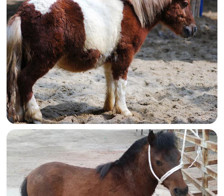 矮马活物设特兰幼马迷你小矮马活体儿童乘骑小马驹真马小矮马 矮马