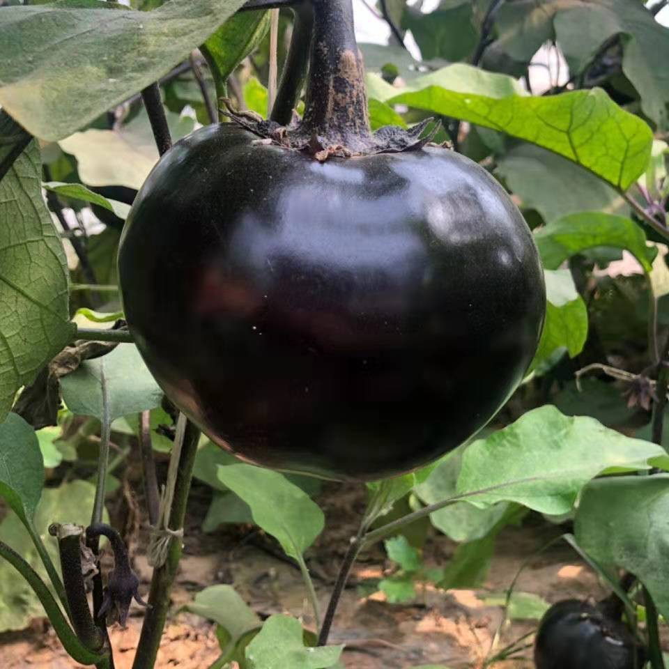 新鲜现摘坏果包赔山东新鲜圆茄子紫茄子现摘现发新鲜圆茄子45装