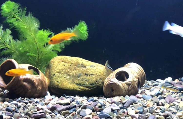 溪流石底砂鱼缸主石溪流砂天然溪沙河沙化妆沙造景砂景造鱼缸黑色金d