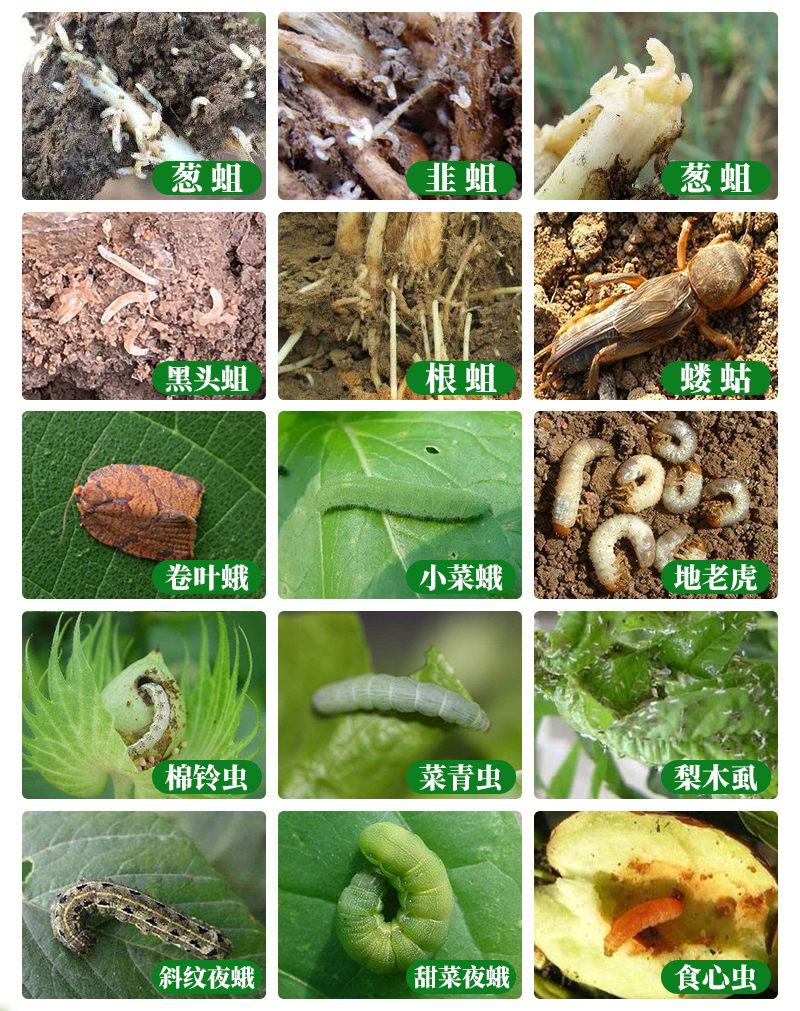 辛硫磷乳油杀虫剂蔬菜果树蛆虫金龟子土壤杀虫药地下害虫专用药500ml