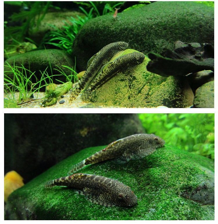 琵琶鳅鱼缸清洁工具鱼除藻双吸盘贵爬吸鳅爬岩鳅 双吸盘吸湫5-6cm4条