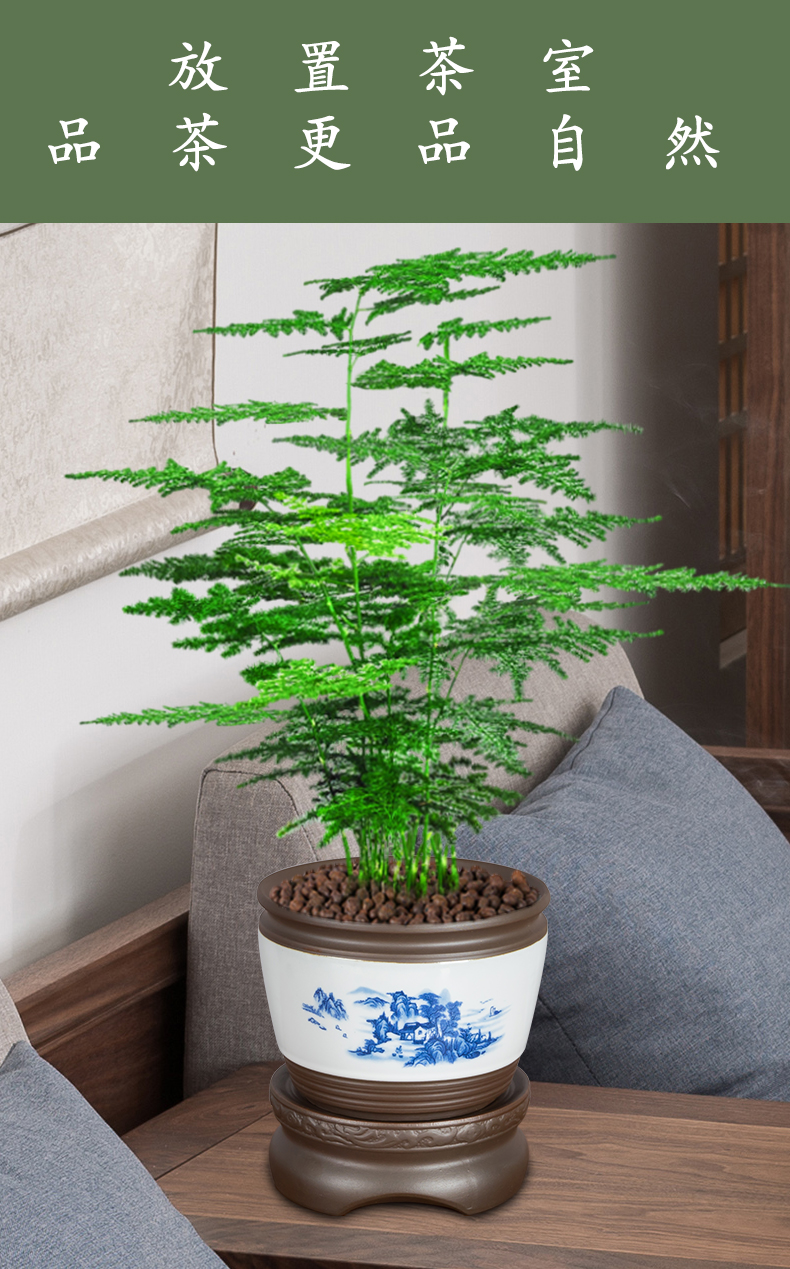 矮种云竹 文竹盆景植物室内花卉桌面懒人自动吸水盆栽观叶造型绿植好