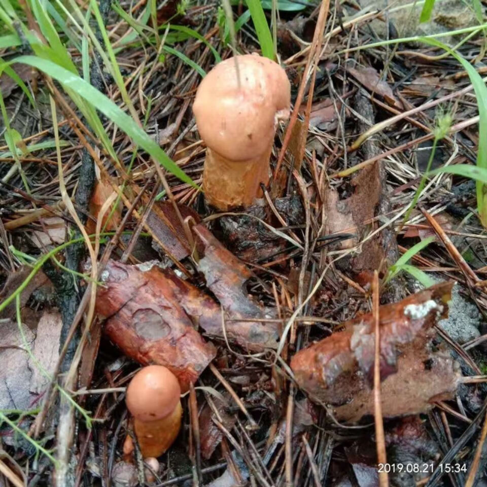 贛香婆 東北特產紅松傘蘑菇紅蘑松鼠傘乾貨松蘑菇小雞燉蘑菇自然曬乾