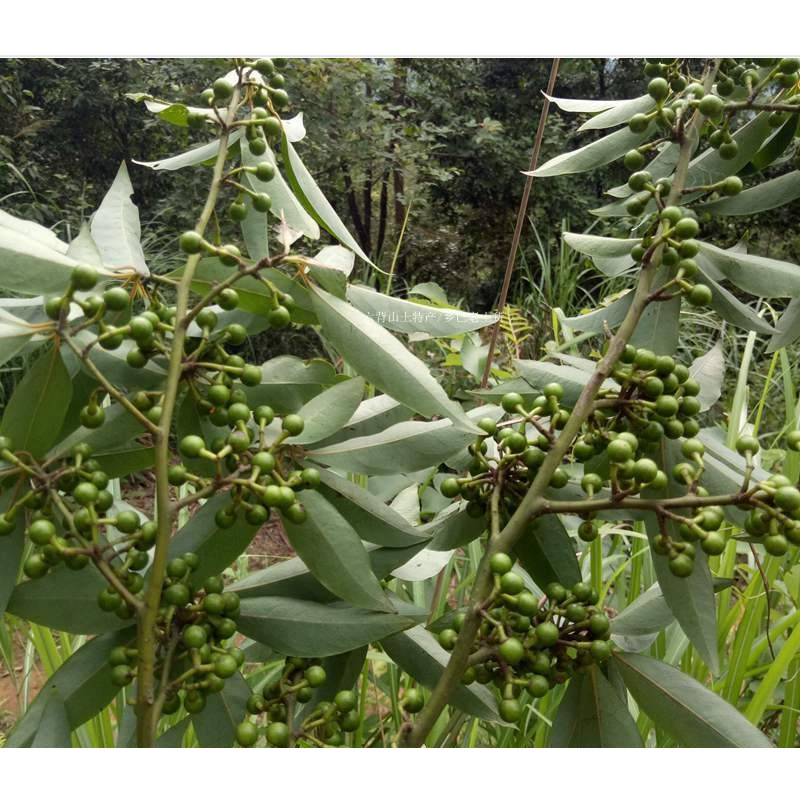 木姜子油新鲜干山胡椒湖南重庆山苍子椒子木酱子泡油贵州特产泡油木姜