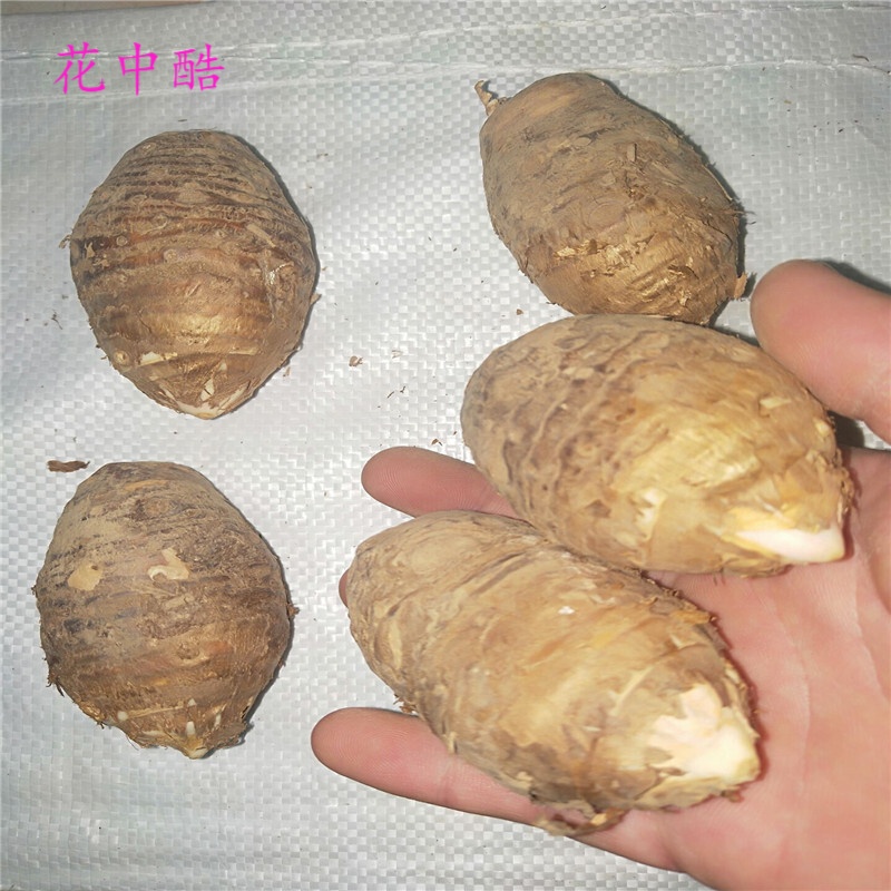 丁独豆独角连(莲)丁独豆独角连(莲)千天花干货无硫中药材种子 野生8个