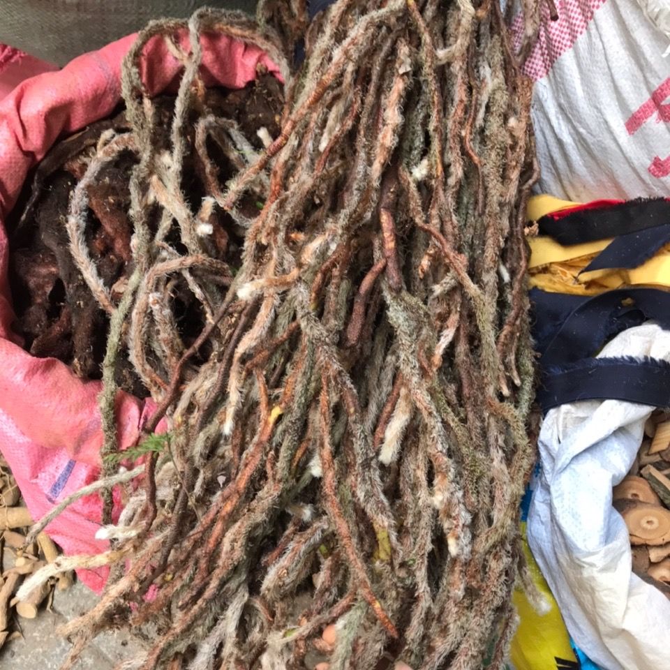 中草药白毛蛇上树蛇白毛伸筋毛石蚕石祈蛇白毛骨碎补干品500g