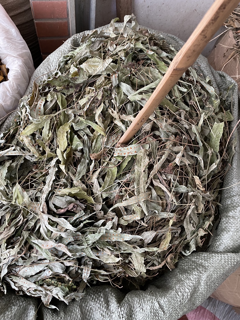 金鸡脚新货金星草鹅掌金星草鸭脚草七星草金鸡脚500克