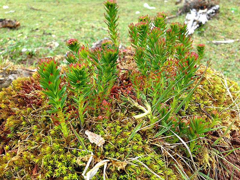 康中尊西藏林芝红景天野外生大花去皮红景天中原材料1斤500g红景天