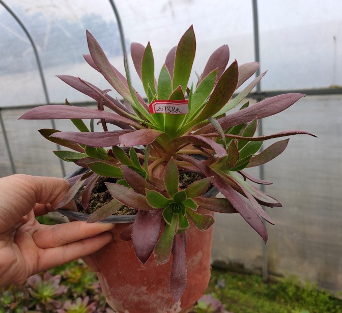 法师类 贵货孔雀多头手捧花 多肉植物 多肉 绿植 一物一拍 8-10头随机