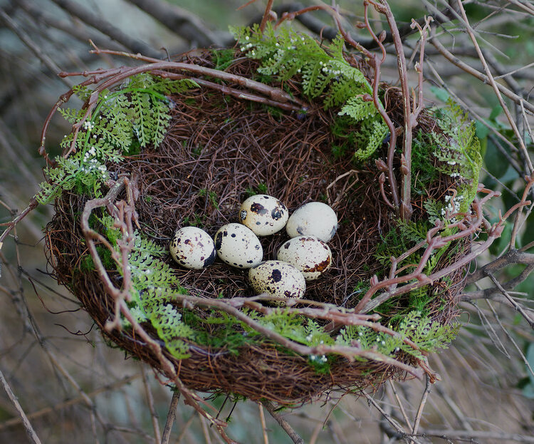 园艺手工藤编草窝鸟窝装饰鸟笼鸟巢仿真鸟窝拍照道具户外小鸟窝鹦鹉窝