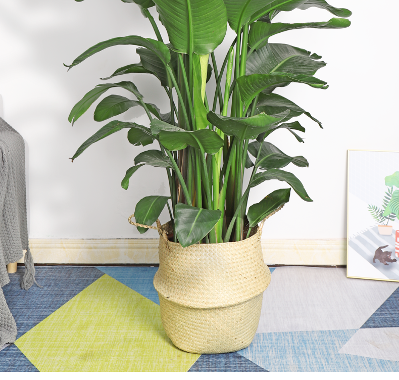 天堂鸟盆栽大型绿植北欧风 植物室内客厅净化空气旅人蕉 120-130cm原