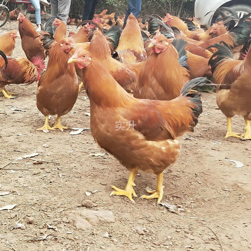 采缇(caiti)半斤大红公鸡苗本地散养红公鸡幼苗九斤红鸡活苗批发一斤