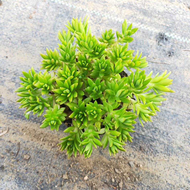 正宗垂盆草盆栽垂盆草苗植物垂盆草盆栽四季常青a 300株 裸根不带土