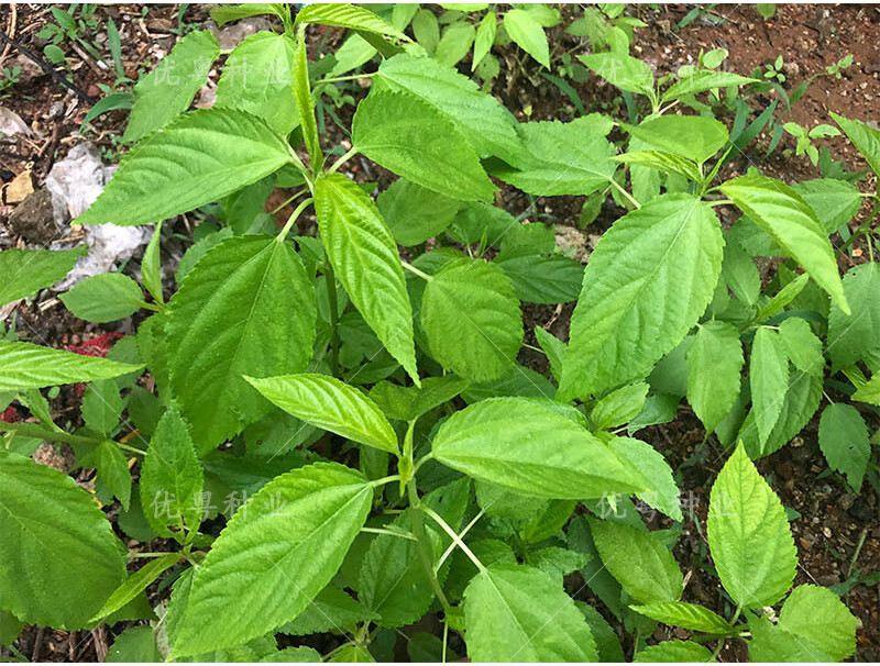 潮汕特產黃麻葉種子白麻葉涼拌紅麻葉蔬菜種孑埃及菜野菜種籽 白麻葉