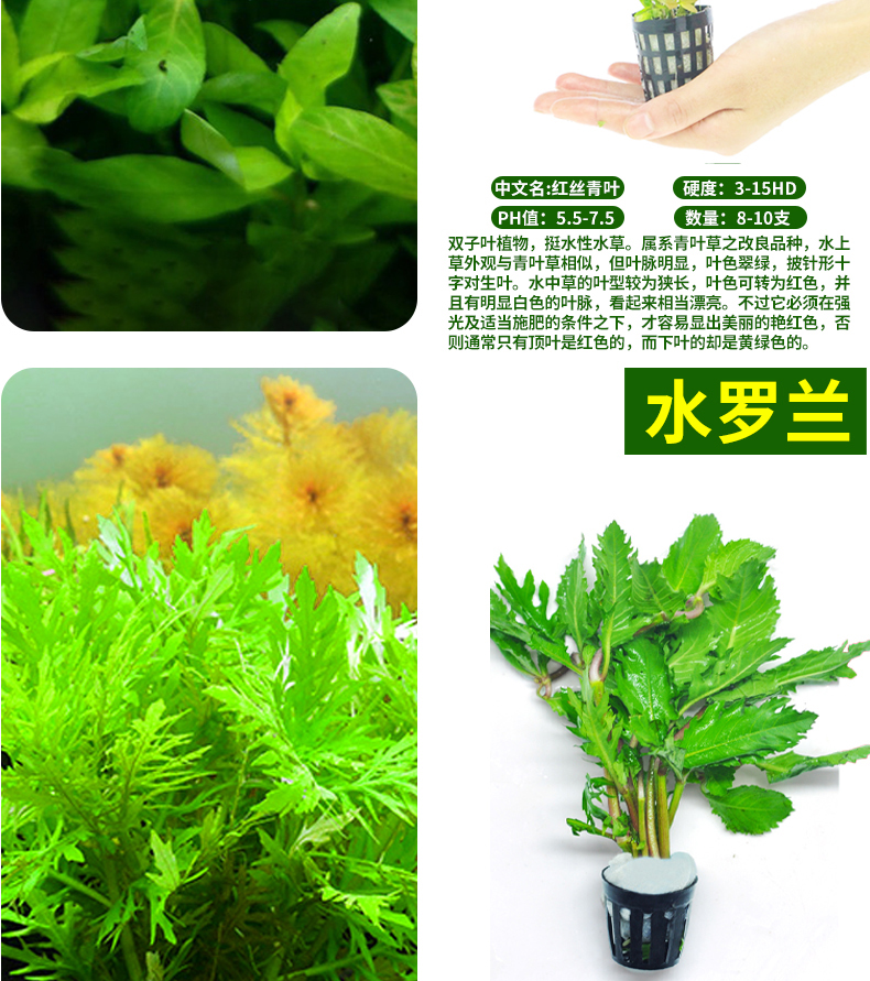 鱼缸水草造景套餐增氧植物活体淡中后景阴性绿菊蜈蚣宫廷紫红丁香碧水