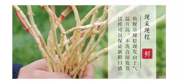 洗净鲜嫩折耳根新鲜节嫩根应季凉拌蔬菜 1斤洗净发货