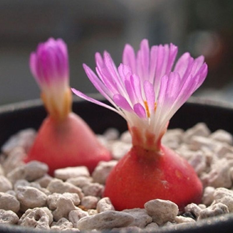 红灯泡 肉锥 彩色生石花肉锥 番杏多肉植物小盆栽花卉 1颗4年红灯泡