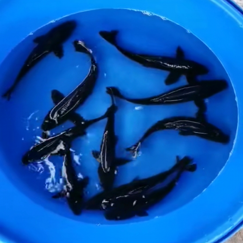 vieruodis冷水观赏鱼活黑龙凤锦鲤鱼活体黑草金鱼鱼纯小鱼苗小锦鲤黑