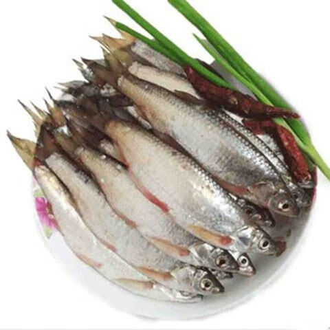 lism微山湖白条鱼鲜活白鱼小河鱼小白条柳叶餐鱼4斤白条鱼大号