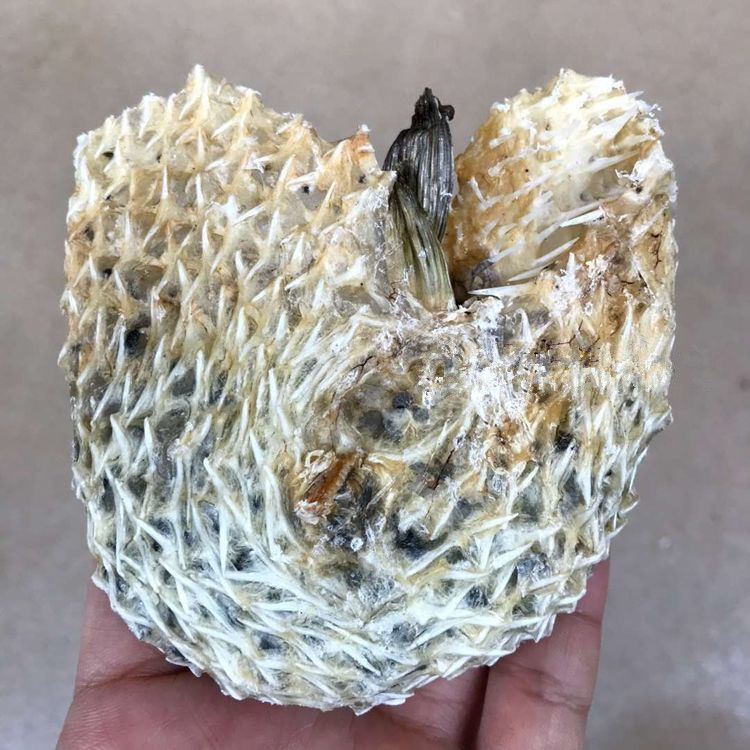 深海野中号刺龟皮刺豚鱼皮北海特产干货250克45个补胶原500克78个