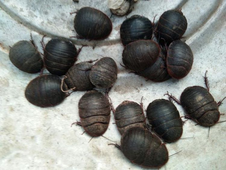 土元虫活土鳖虫活体活土元土鳖子地鳖子虫地鳖虫中药原材料500克