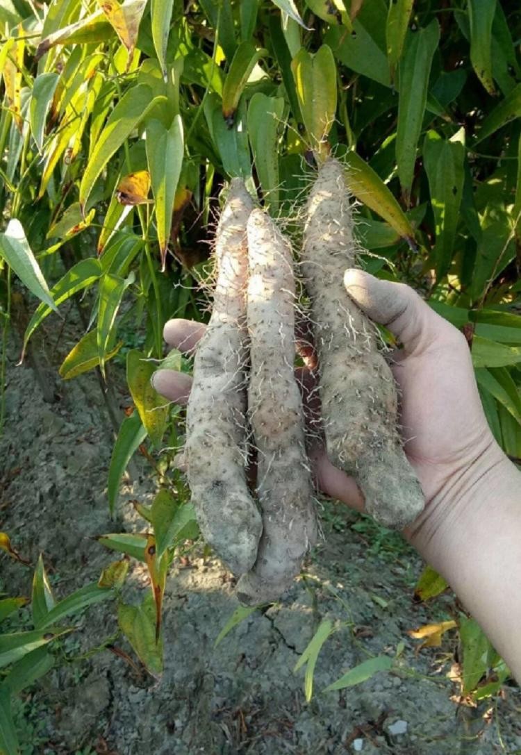 新鲜姜薯潮汕特产棉湖姜茨薯现挖农家自种作甜品清爽滑口500g 500g