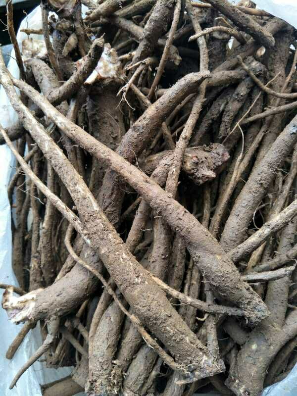 新鲜大蓟根鸡刺根刺儿菜鸡足刺猪姆刺马蓟野红花鸡项草 3斤【图片