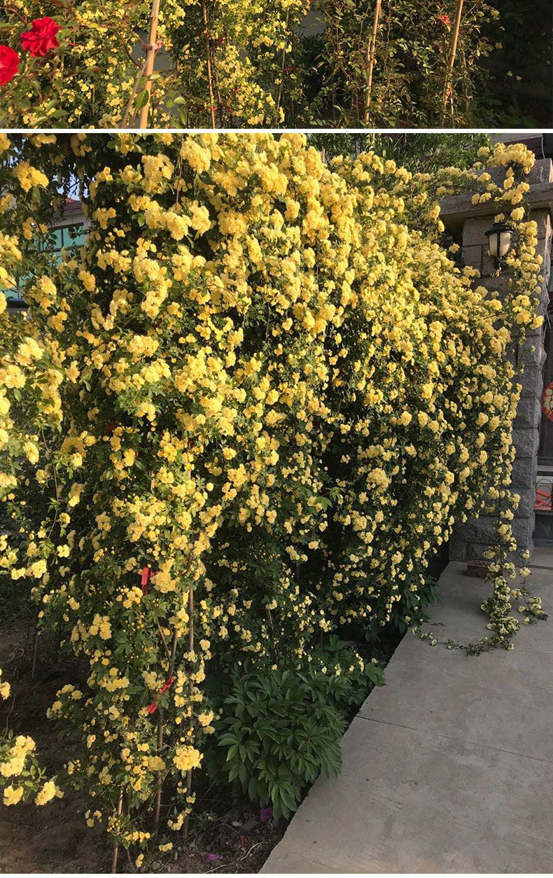 黄木香爬藤植物四季浓香盆栽大花卉树苗3050厘米高