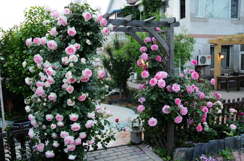藤本月季花苗特大爬藤蔷薇庭院植物花卉拱门花墙玫瑰欧洲浓香四季虎雀