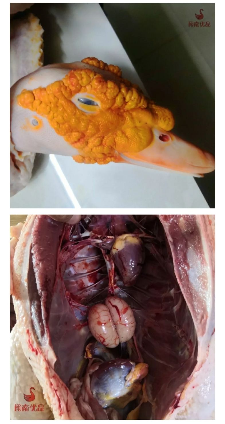 顺丰直达闽南正番鸭三年黄皮老鸭子肉整只红脸土鸭白鸭炖汤整鸭带内脏