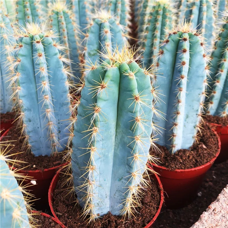 蓝天柱仙人掌植物好养桌面景观盆栽室内辐射 精养蓝天柱20cm发货 裸根