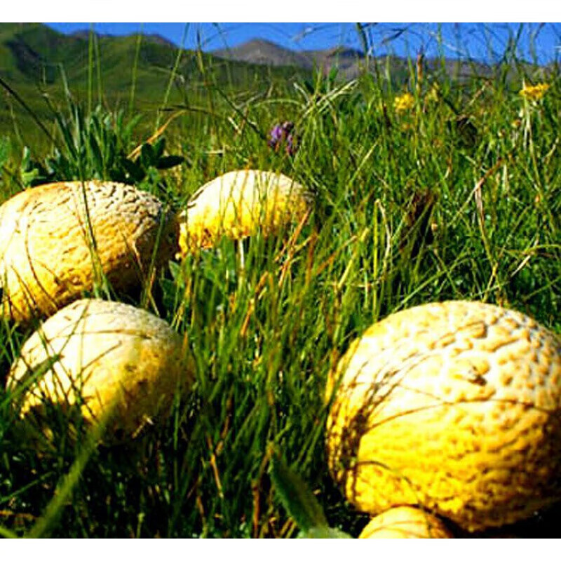 黄菇干货特产青海祁连小黄菇皇菇钉子菇仙菇菌类黄蘑菇100g