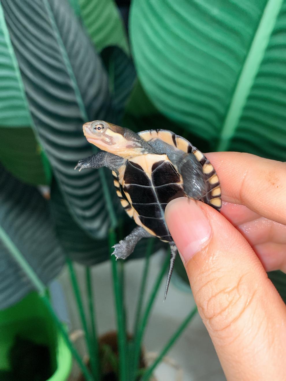 正宗纯种南石幼龟活龟南石南石苗石龟苗宠物小乌龟活物 6只 二公四母