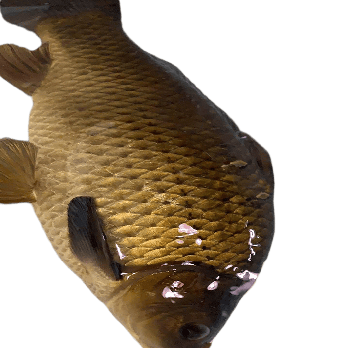 lism千岛湖鲫鱼正宗鲜活活体炖汤儿童老人淡水鱼整条 3斤 千岛湖正宗