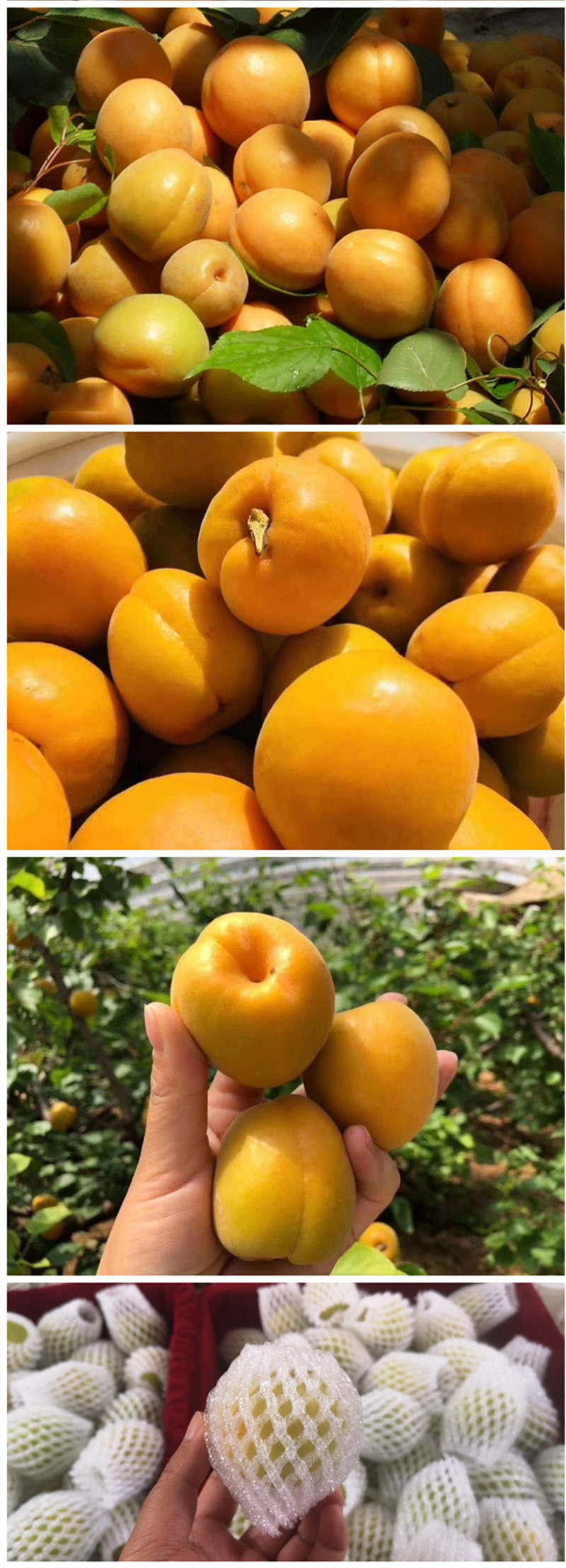 【顺丰顺丰】陕西大黄杏 水果新鲜应季农家时令酸甜杏子现发整箱 5斤